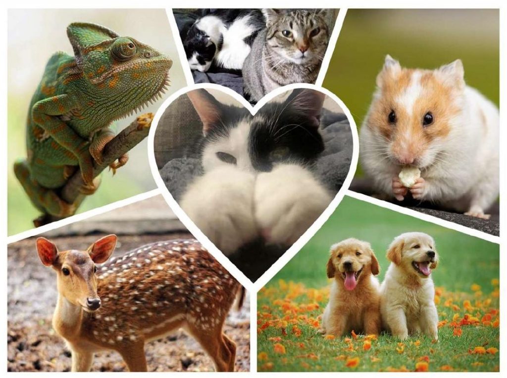 E-Dart: Benefizturnier am 06.08.2022